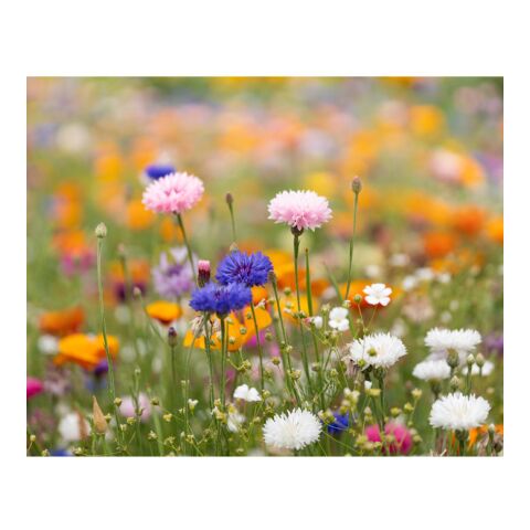 DIN A5 Wildblumen-Samenpapier weiß | ohne Werbeanbringung | Nicht verfügbar | Nicht verfügbar