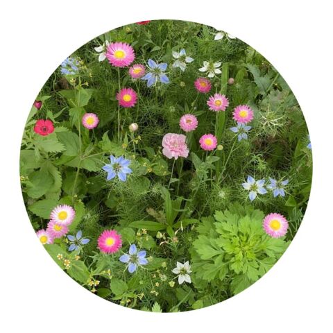 Saatgutbeutel getrocknete Blumen 4 Gramm Braun