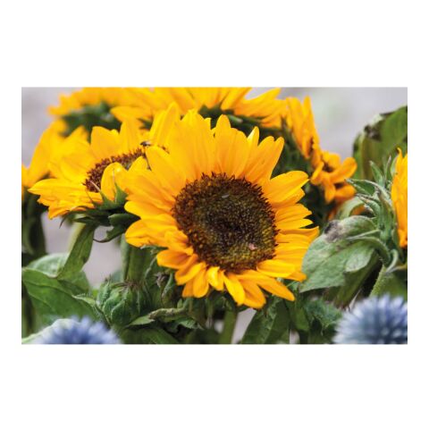 Samen Sonnenblumen beige | ohne Werbeanbringung | Nicht verfügbar | Nicht verfügbar | Nicht verfügbar